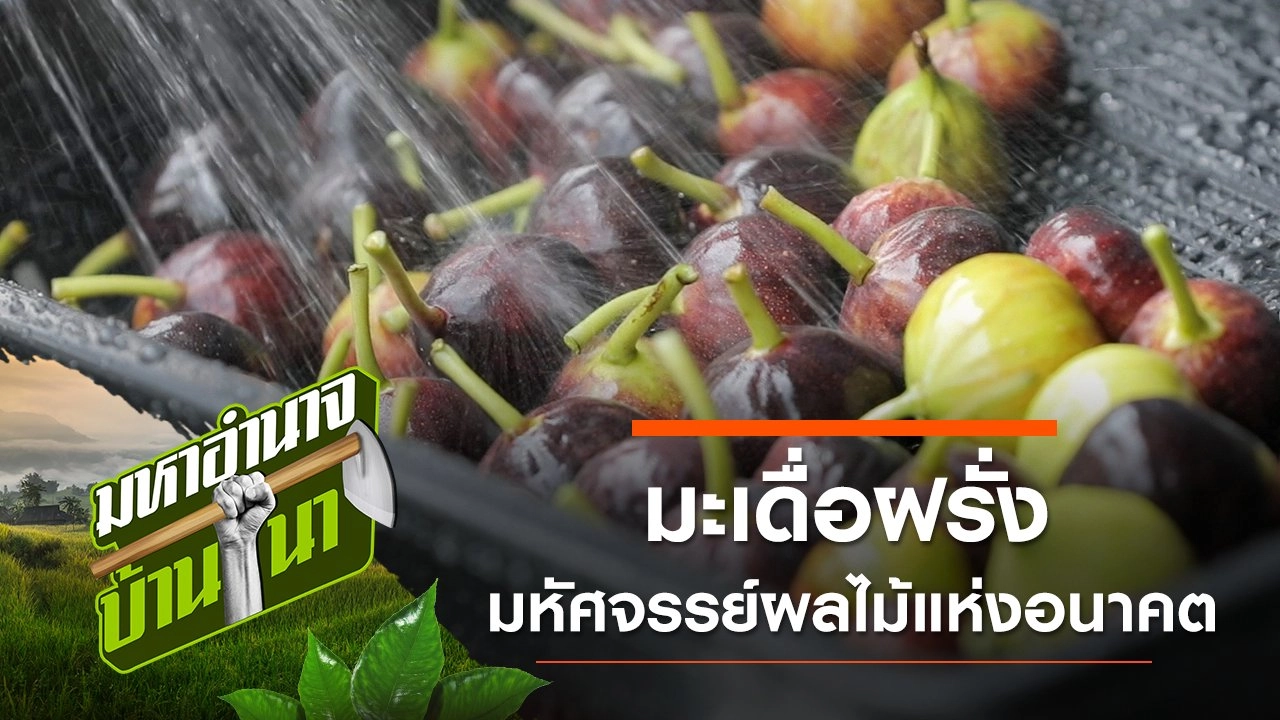 มะเดื่อฝรั่ง มหัศจรรย์ผลไม้แห่งอนาคต