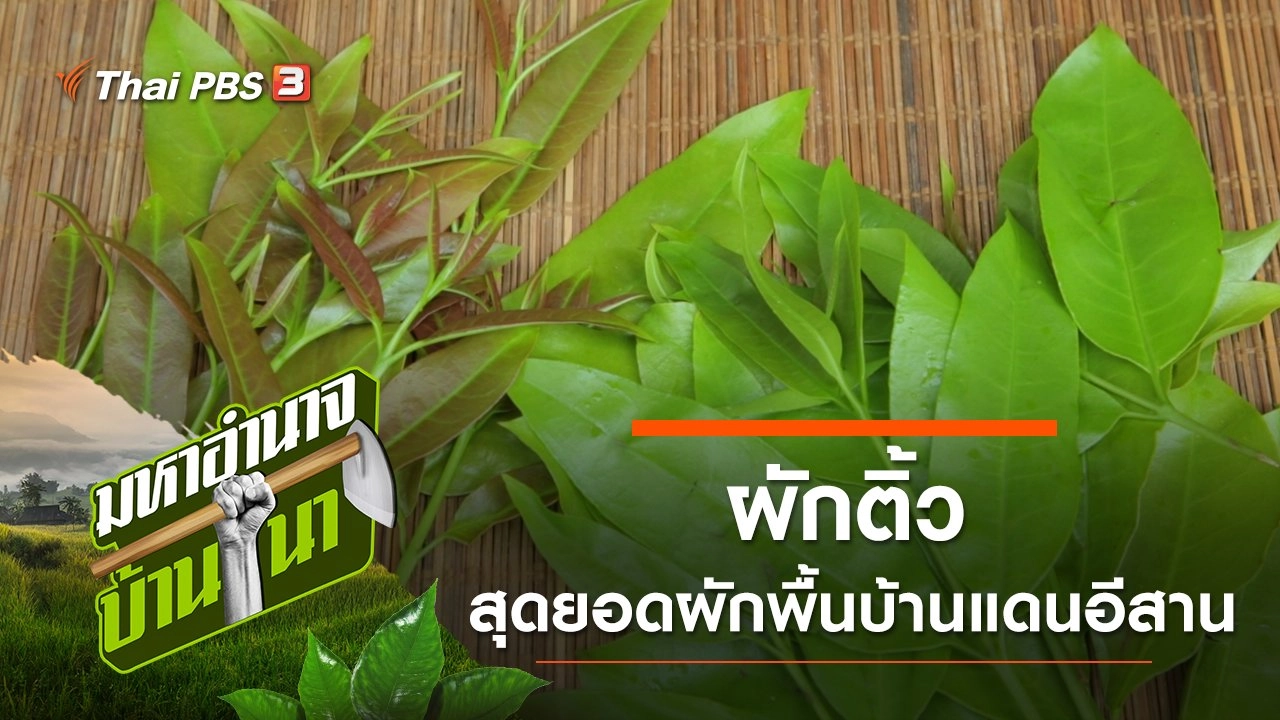 ผักติ้ว สุดยอดผักพื้นบ้านแดนอีสาน