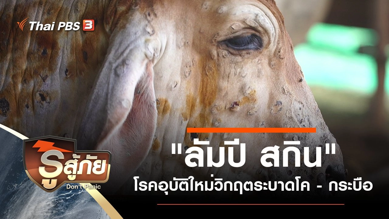 "ลัมปี สกิน" โรคอุบัติใหม่วิกฤตระบาดโค - กระบือ