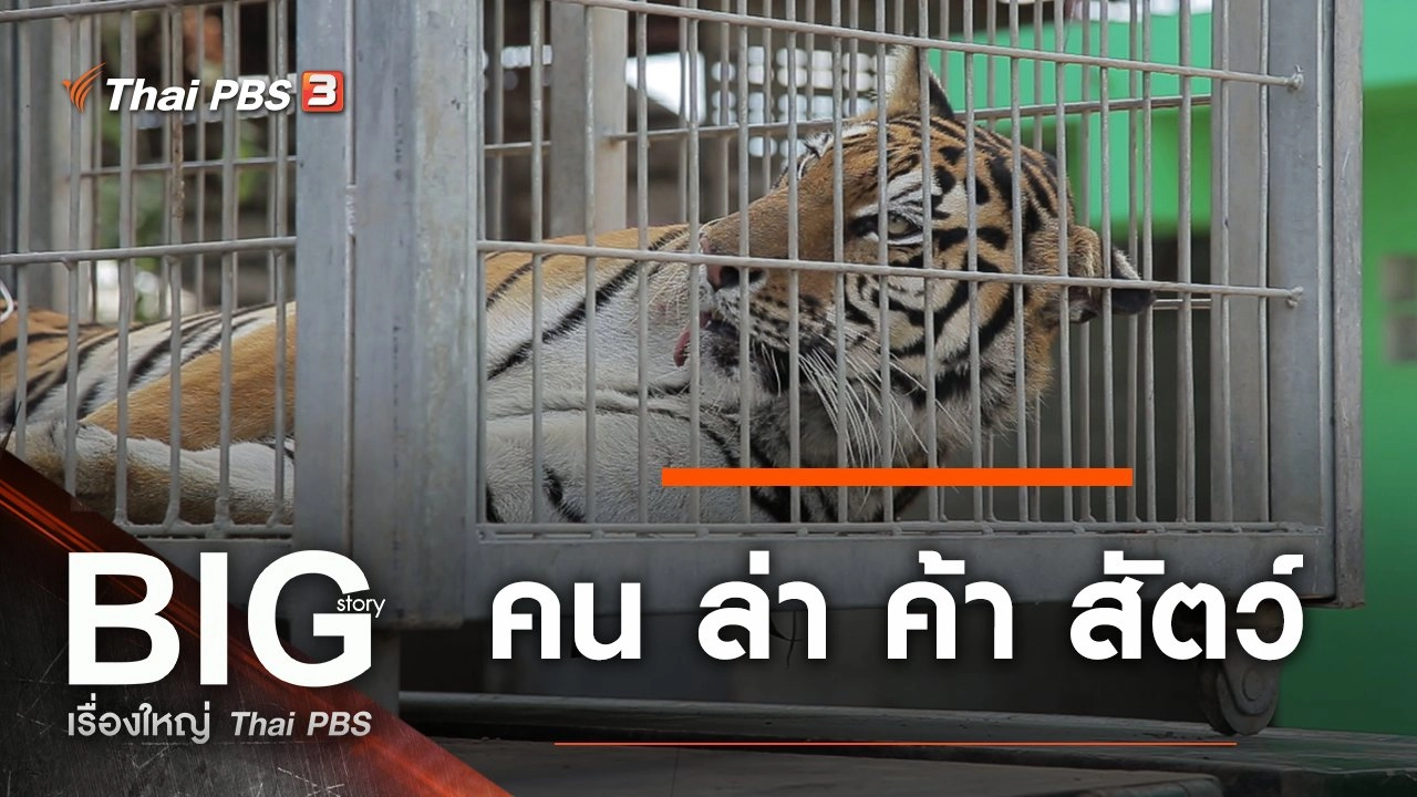 คน ล่า ค้า สัตว์