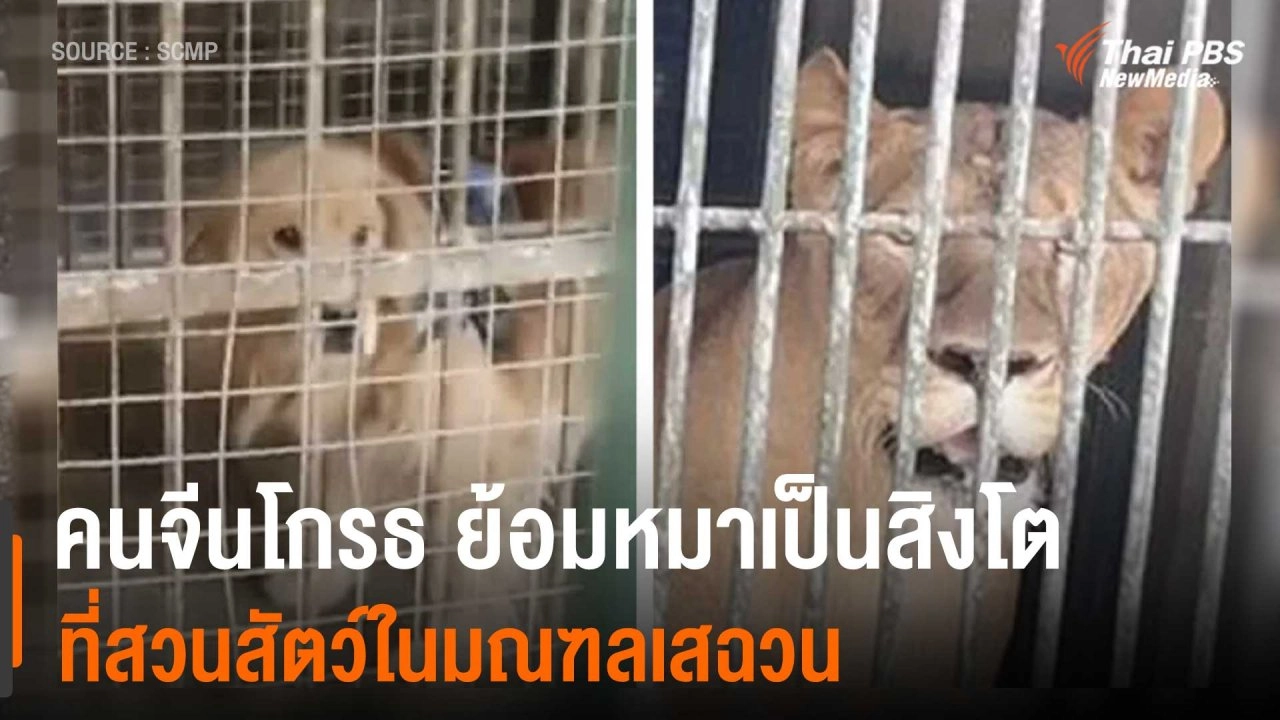 ​คนจีนโกรธ ย้อมหมาเป็นสิงโต ที่สวนสัตว์ในมณฑลเสฉวน ประเทศจีน