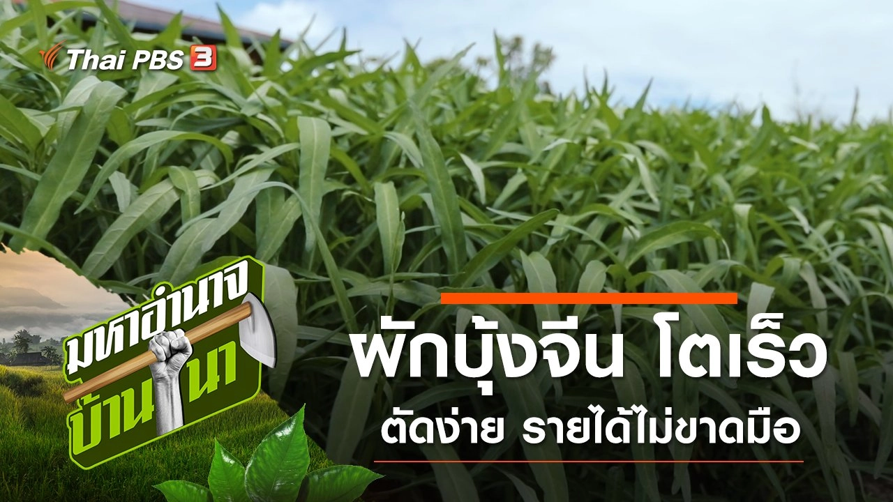 ผักบุ้งจีน โตเร็ว ตัดง่าย รายได้ไม่ขาดมือ