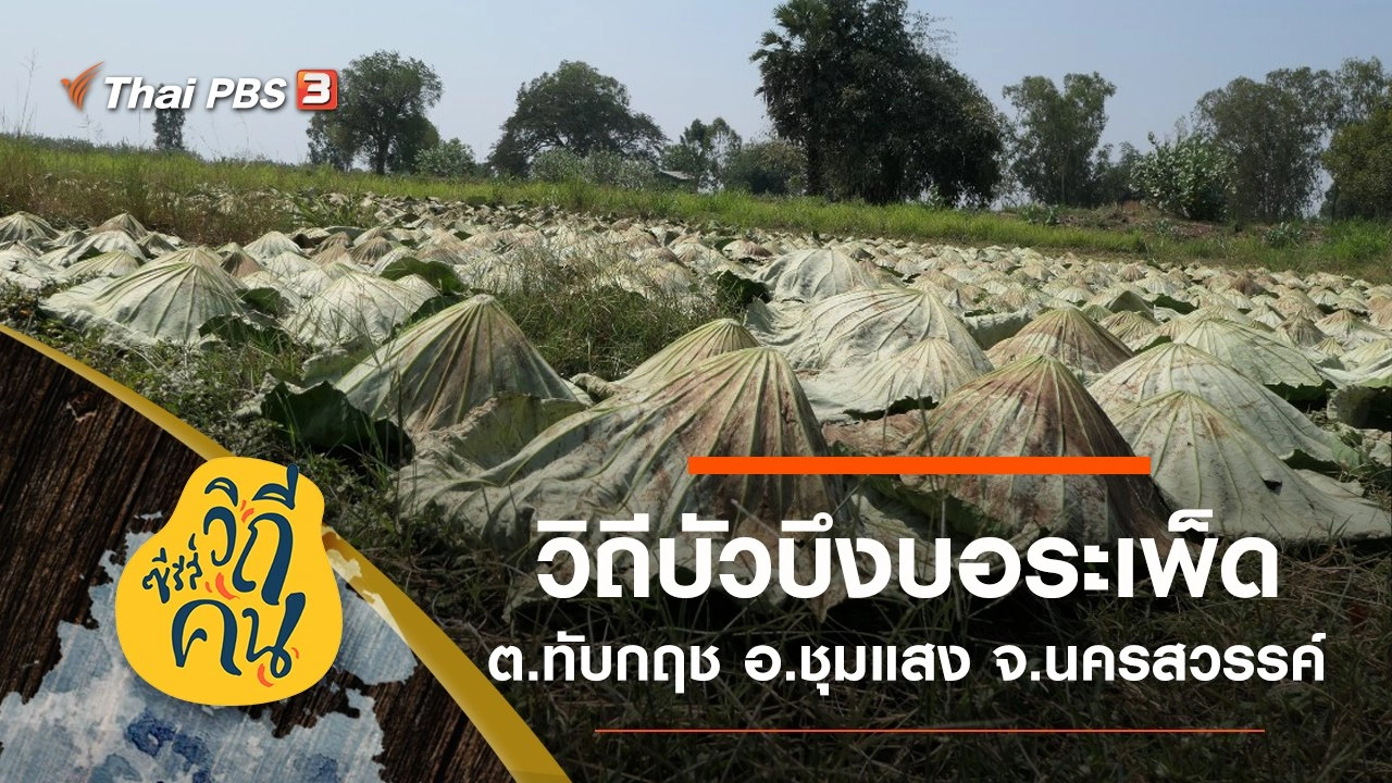 วิถีบัวบึงบอระเพ็ด ต.ทับกฤช อ.ชุมแสง จ.นครสวรรค์