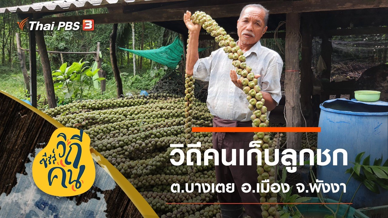 วิถีคนเก็บลูกชก ต.บางเตย อ.เมือง จ.พังงา