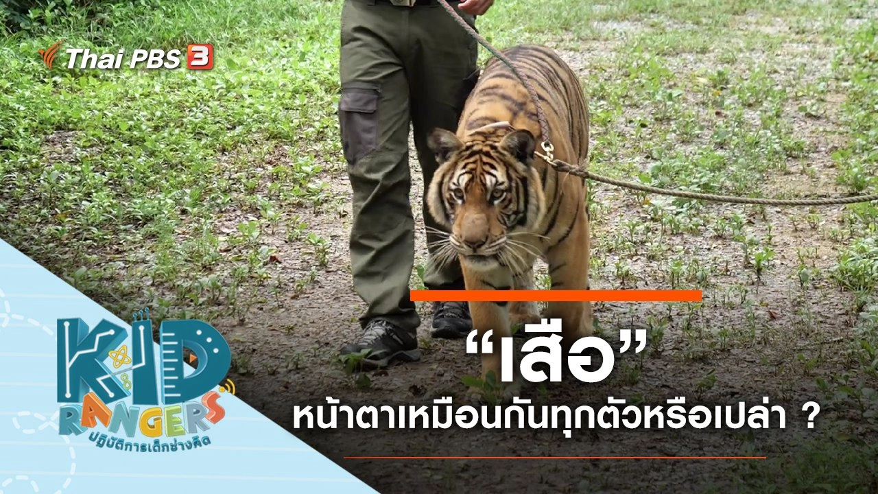 "เสือ" หน้าตาเหมือนกันทุกตัวหรือเปล่า ?