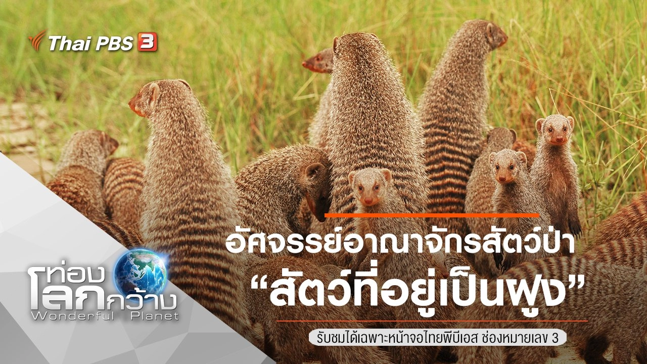 อัศจรรย์อาณาจักรสัตว์ป่า ตอน สัตว์ที่อยู่เป็นฝูง