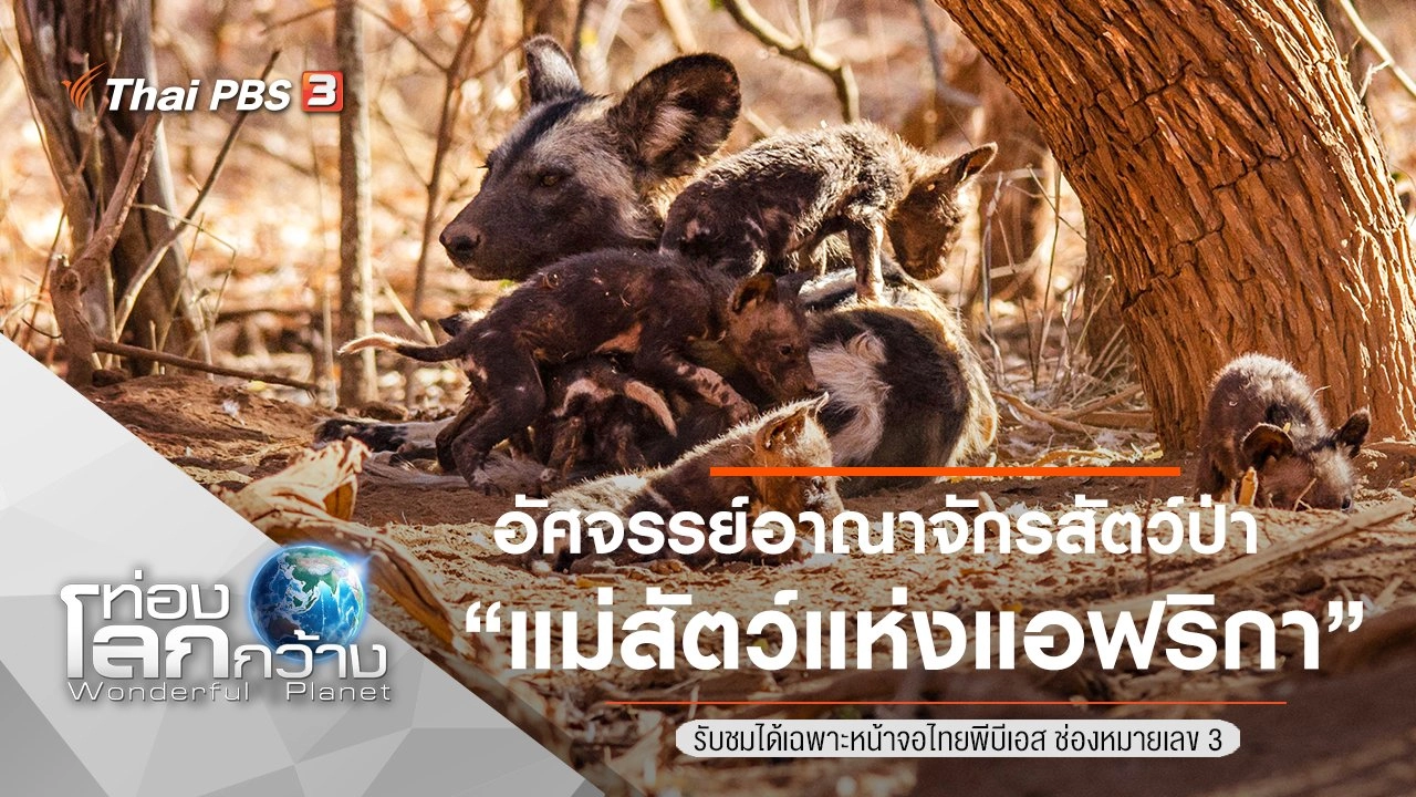 อัศจรรย์อาณาจักรสัตว์ป่า ตอน แม่สัตว์แห่งแอฟริกา