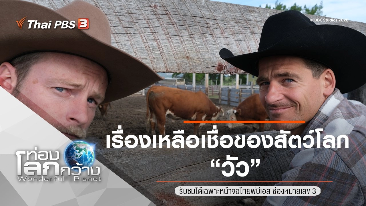 เรื่องเหลือเชื่อของสัตว์โลก ตอน วัว