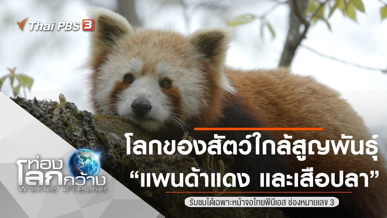 โลกของสัตว์ใกล้สูญพันธุ์ ตอน แพนด้าแดง และเสือปลา