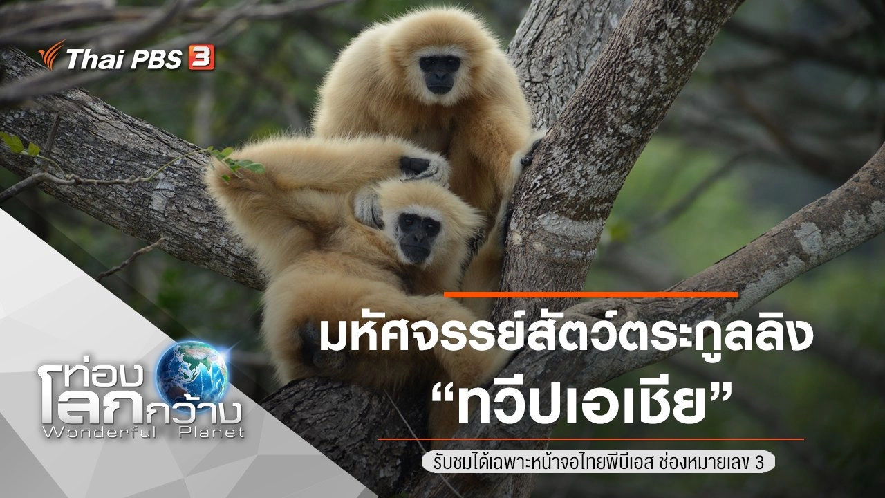 มหัศจรรย์สัตว์ตระกูลลิง ตอน ทวีปเอเชีย