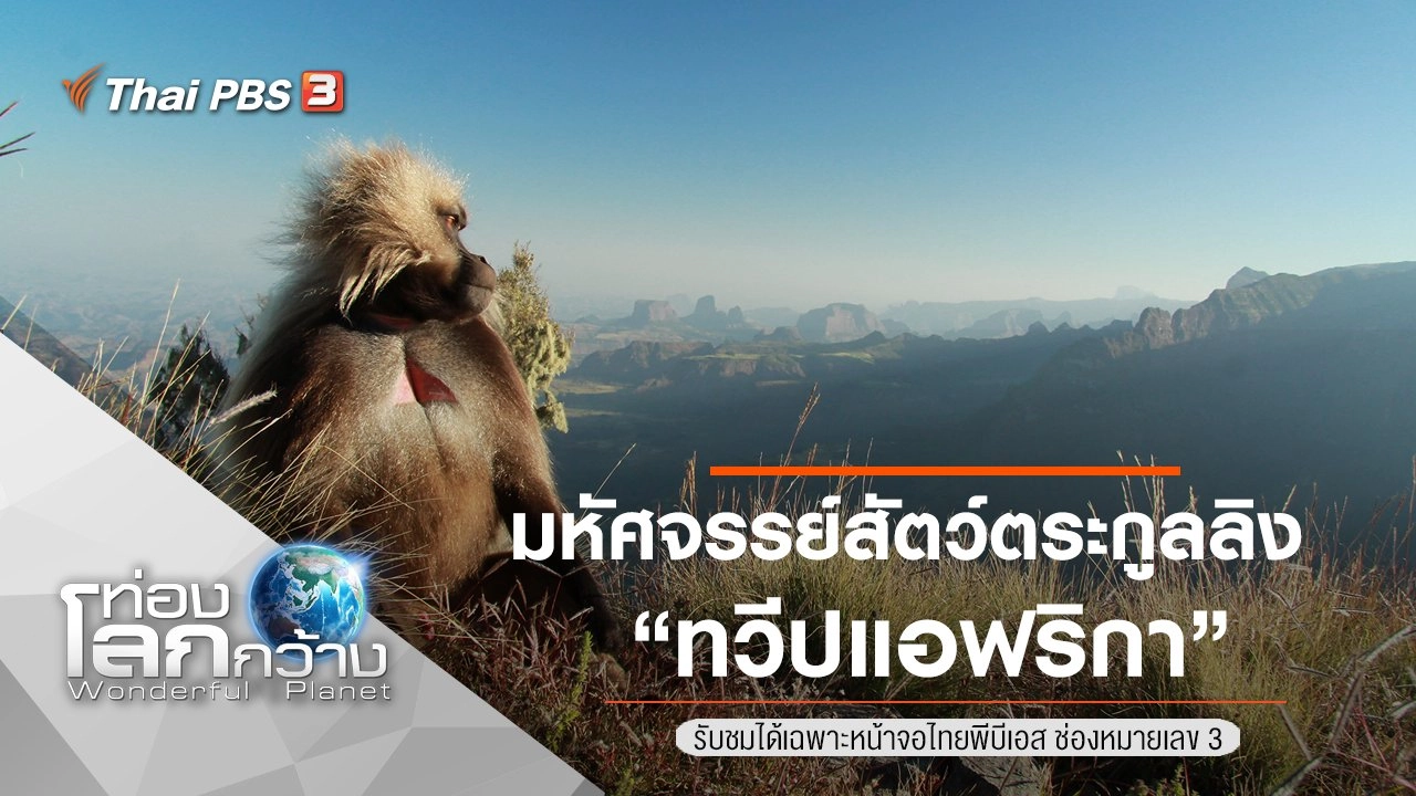มหัศจรรย์สัตว์ตระกูลลิง ตอน ทวีปแอฟริกา