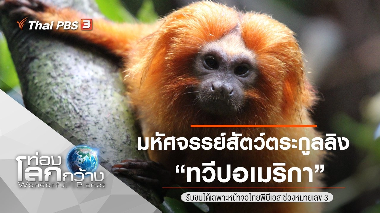 มหัศจรรย์สัตว์ตระกูลลิง ตอน ทวีปอเมริกา