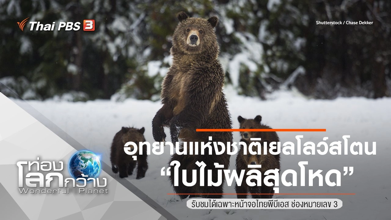 อุทยานแห่งชาติเยลโลว์สโตน ตอน ใบไม้ผลิสุดโหด