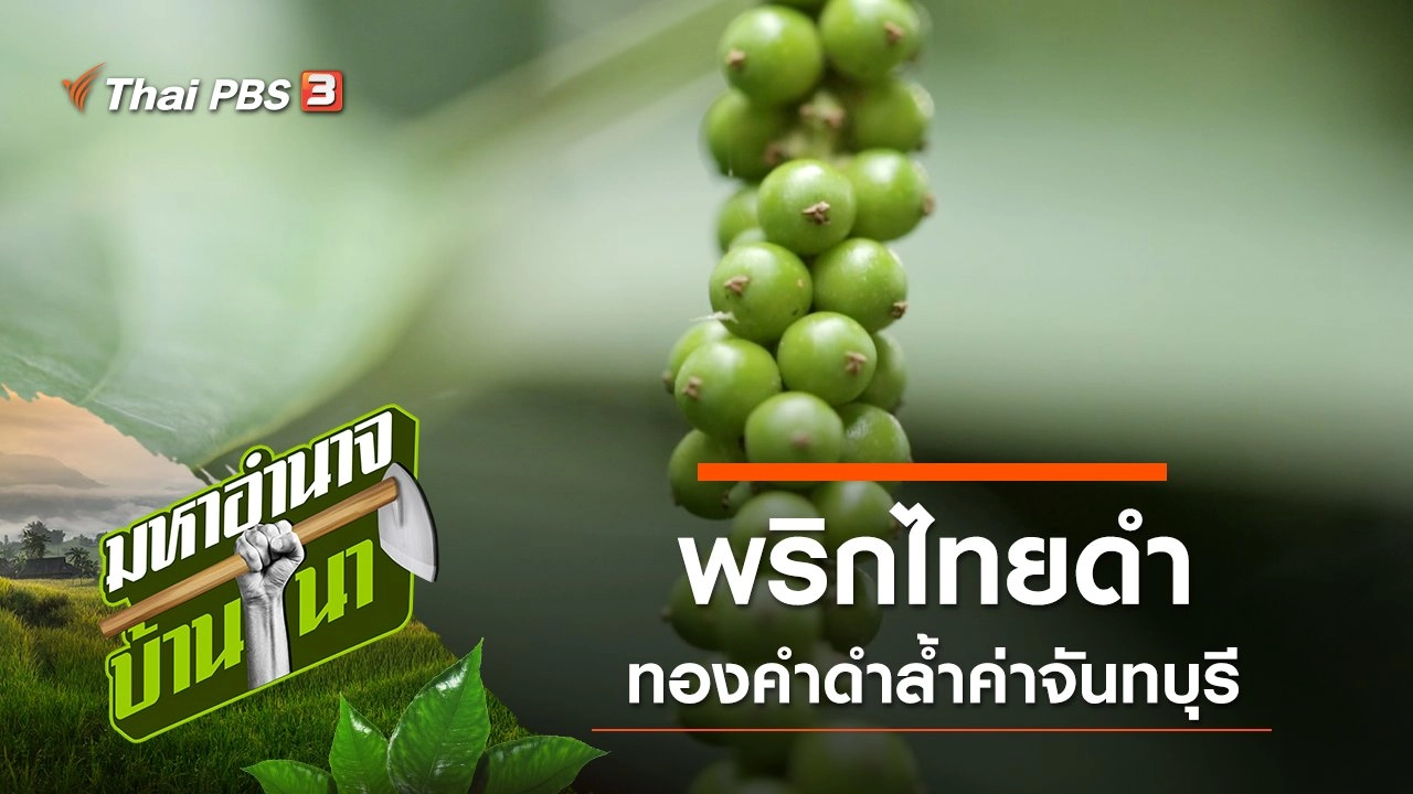 พริกไทยดำ ทองคำดำล้ำค่าจันทบุรี