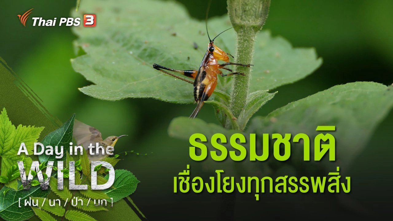 ธรรมชาติเชื่อมโยงทุกสรรพสิ่ง