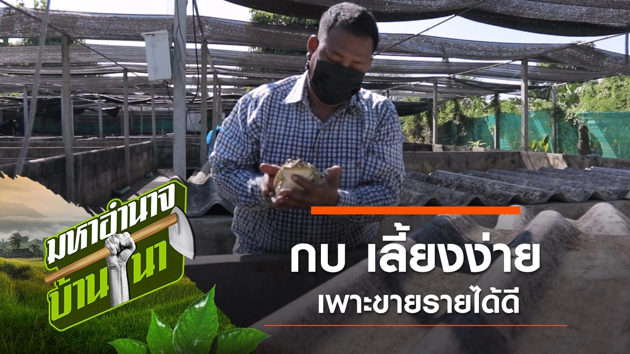 กบ เลี้ยงง่าย เพาะขายรายได้ดี