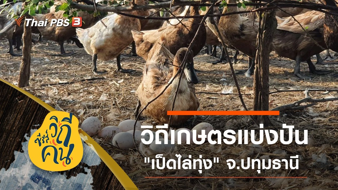 วิถีเกษตรแบ่งปัน "เป็ดไล่ทุ่ง" ต.ลาดหลุมแก้ว อ.ลาดหลุมแก้ว จ.ปทุมธานี