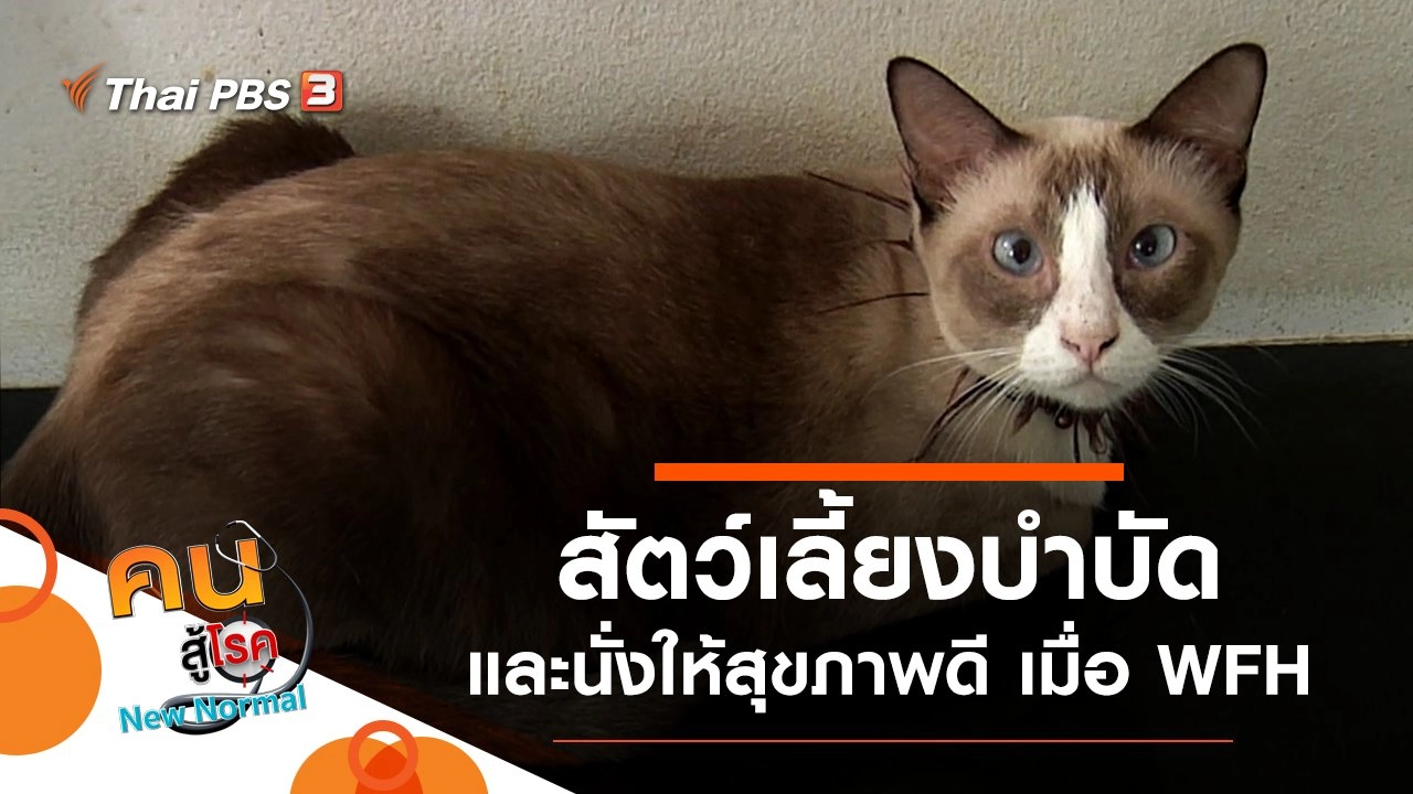 สัตว์เลี้ยงบำบัด, นั่งให้สุขภาพดี เมื่อทำงานที่บ้าน