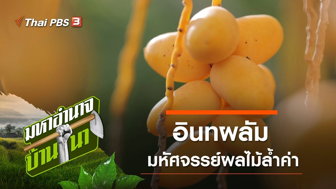 อินทผลัม มหัศจรรย์ผลไม้ล้ำค่า