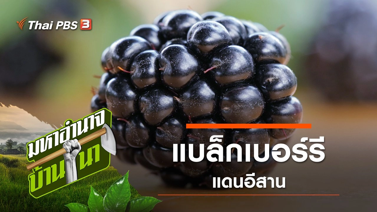 แบล็กเบอร์รีแดนอีสาน