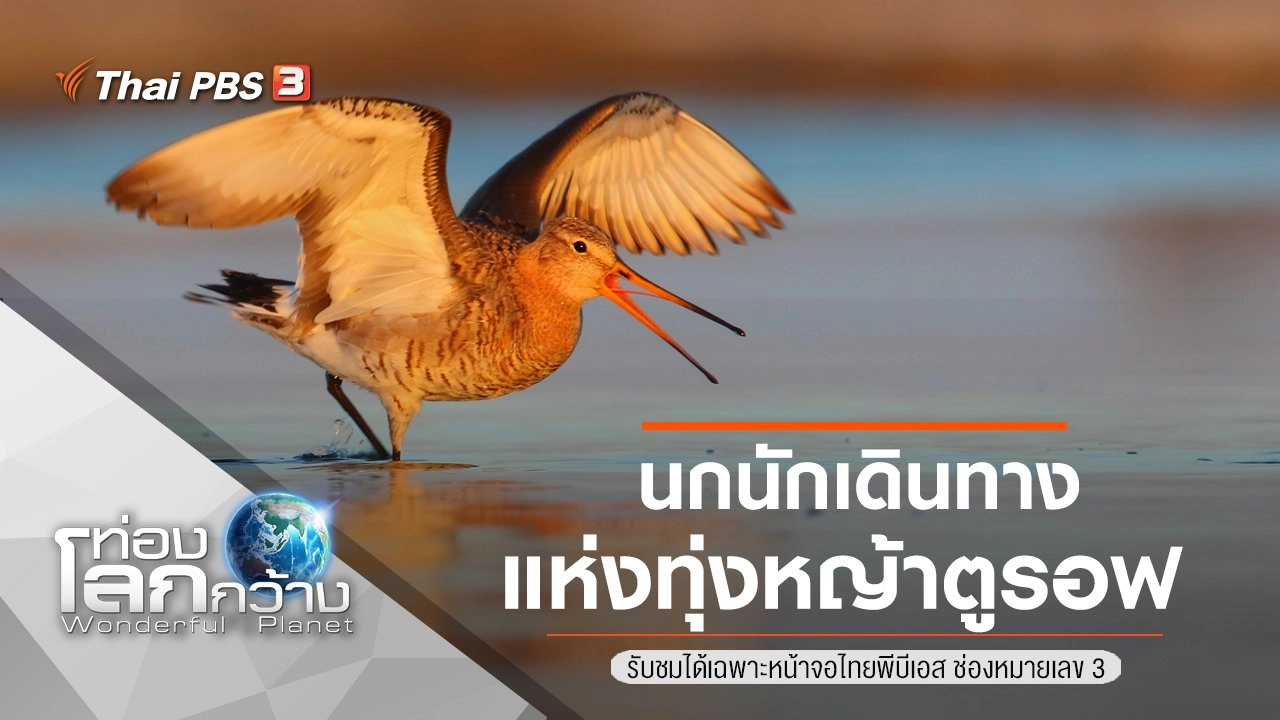 นกนักเดินทาง แห่งทุ่งหญ้าตูรอฟ