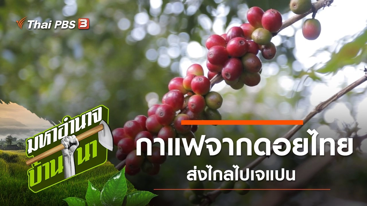 กาแฟจากดอยไทย ส่งไกลไปเจแปน