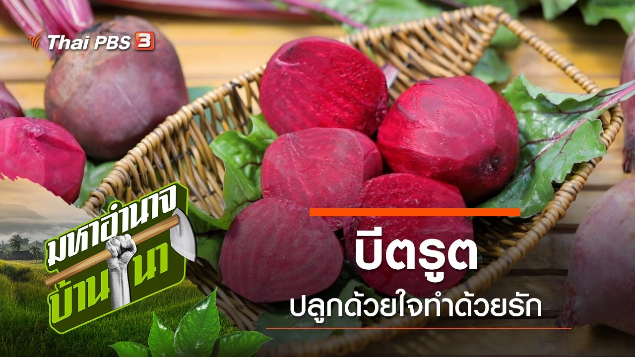 บีตรูต ปลูกด้วยใจทำด้วยรัก