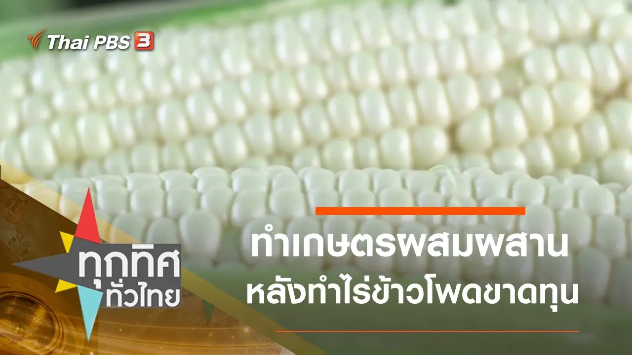 ทำเกษตรผสมผสานหลังทำไร่ข้าวโพดขาดทุน จ.เพชรบูรณ์