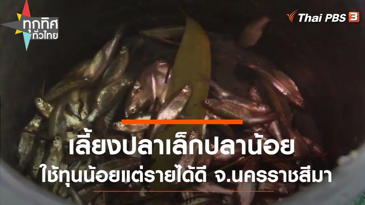 เลี้ยงปลาเล็กปลาน้อยใช้ทุนน้อยแต่รายได้ดี จ.นครราชสีมา