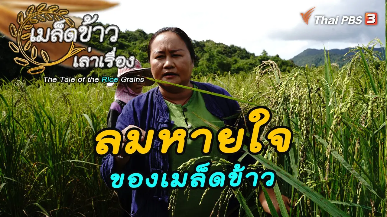 ลมหายใจของเมล็ดข้าว (ตอนพิเศษ)