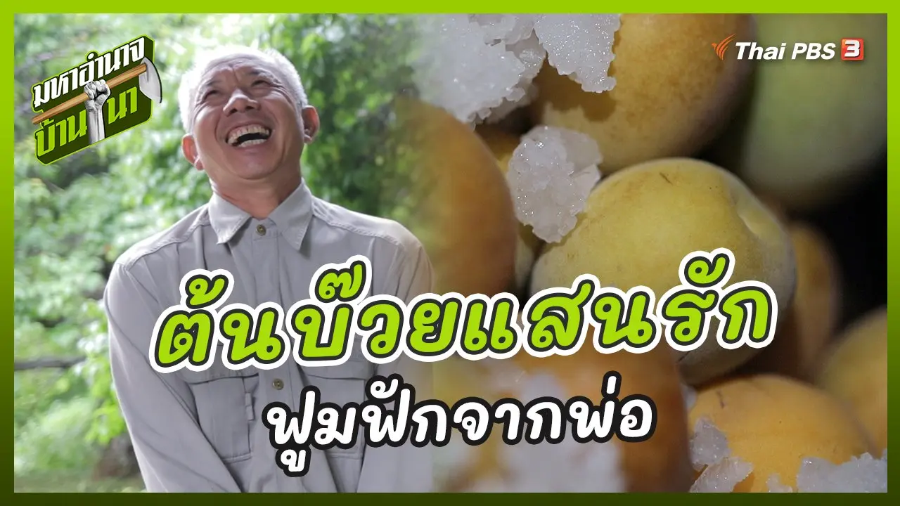 ต้นบ๊วยแสนรัก ฟูมฟักจากพ่อ
