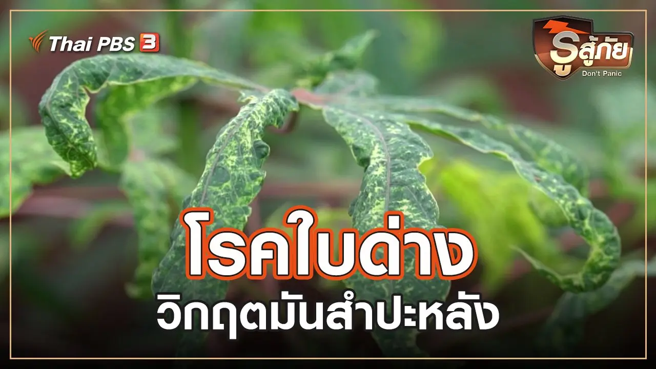 ​​โรคใบด่าง วิกฤตมันสำปะหลัง