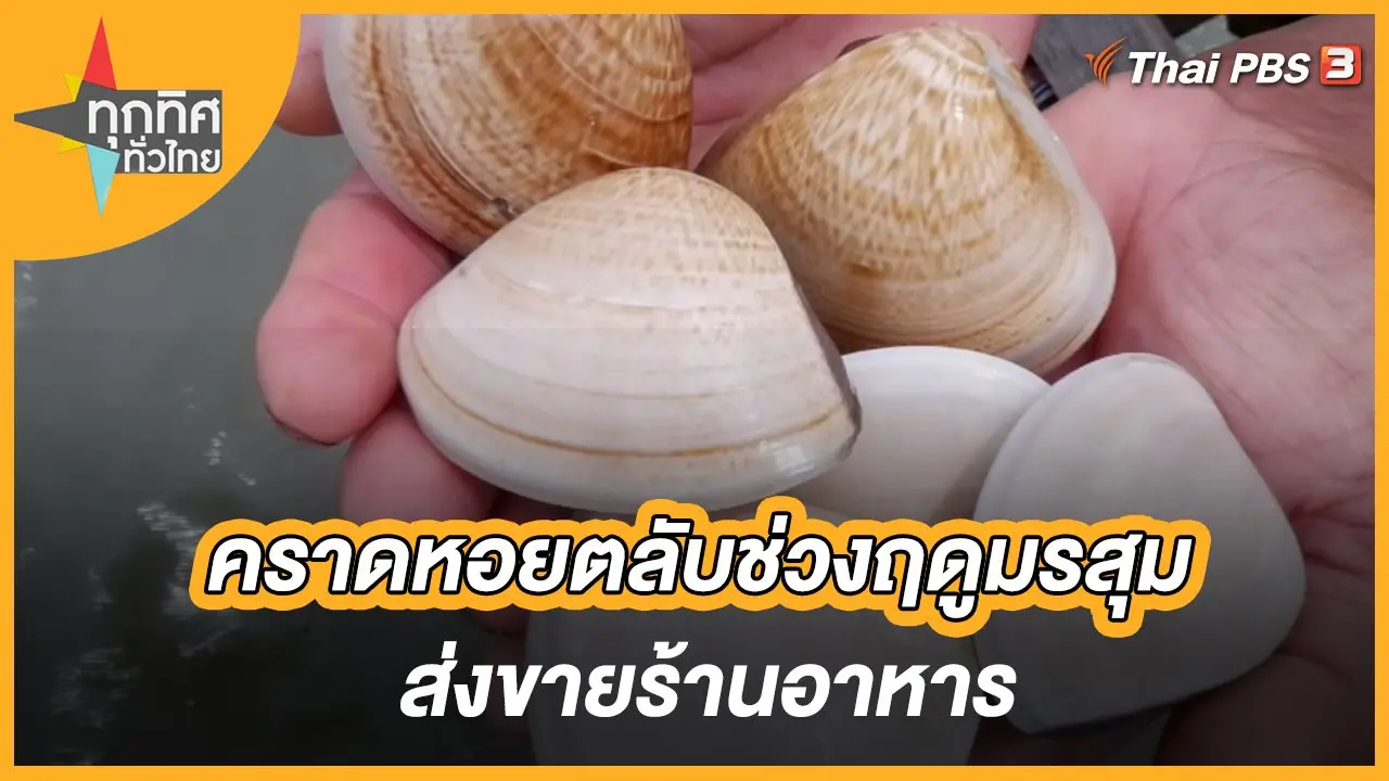 คราดหอยตลับช่วงฤดูมรสุม ส่งขายร้านอาหาร