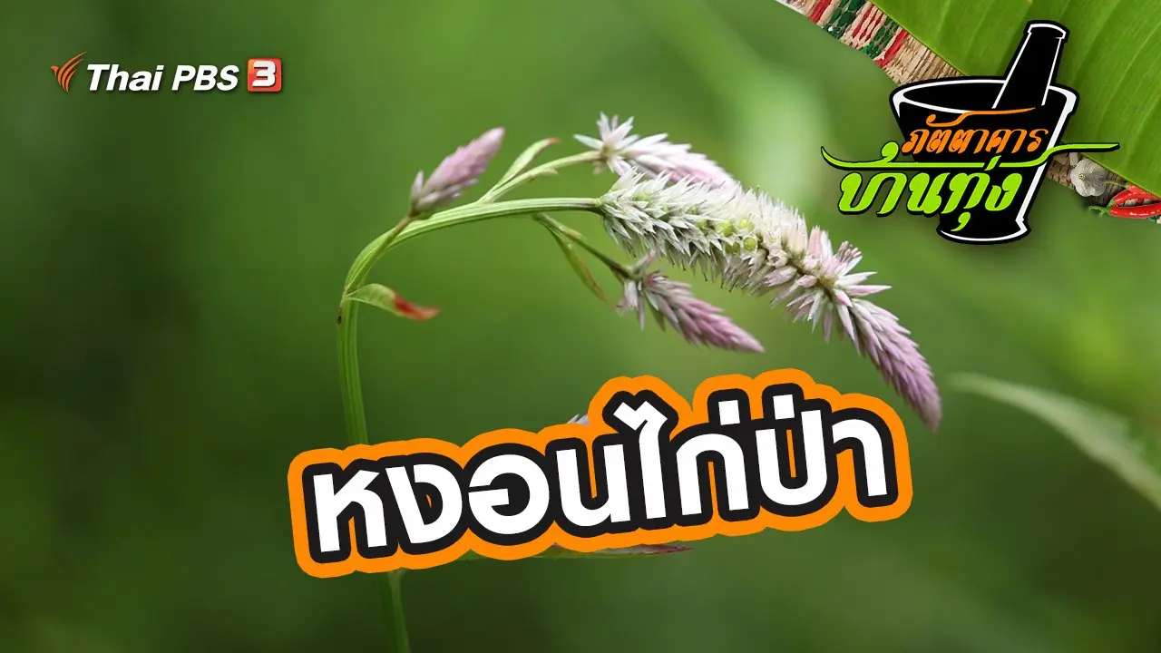 หงอนไก่ป่า