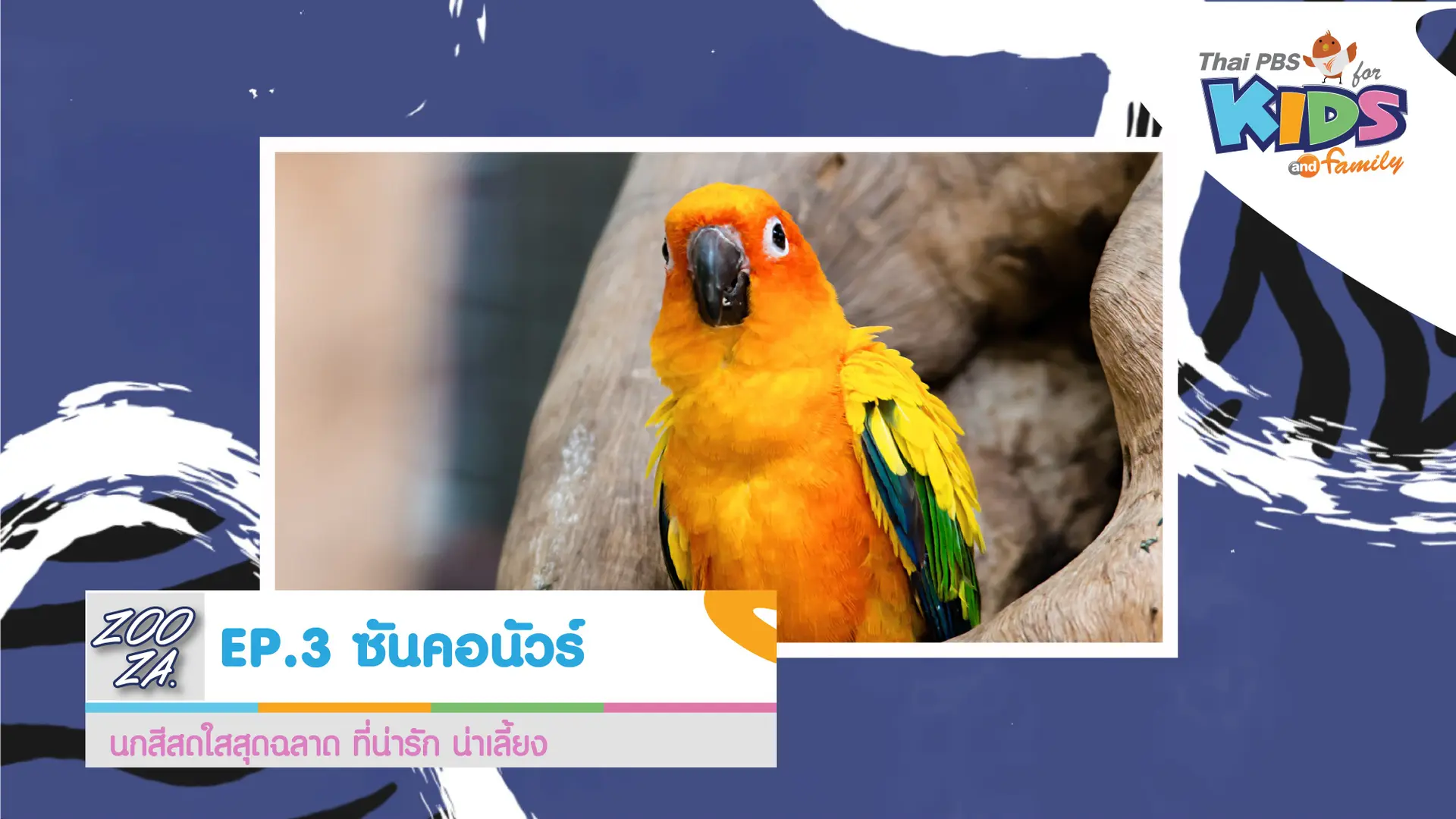 นกซันคอนัวร์