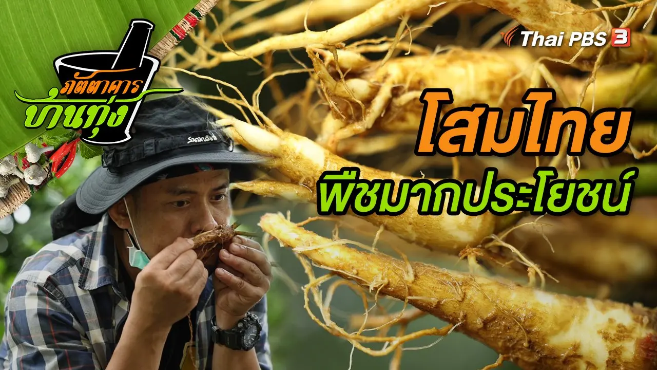 โสมไทย