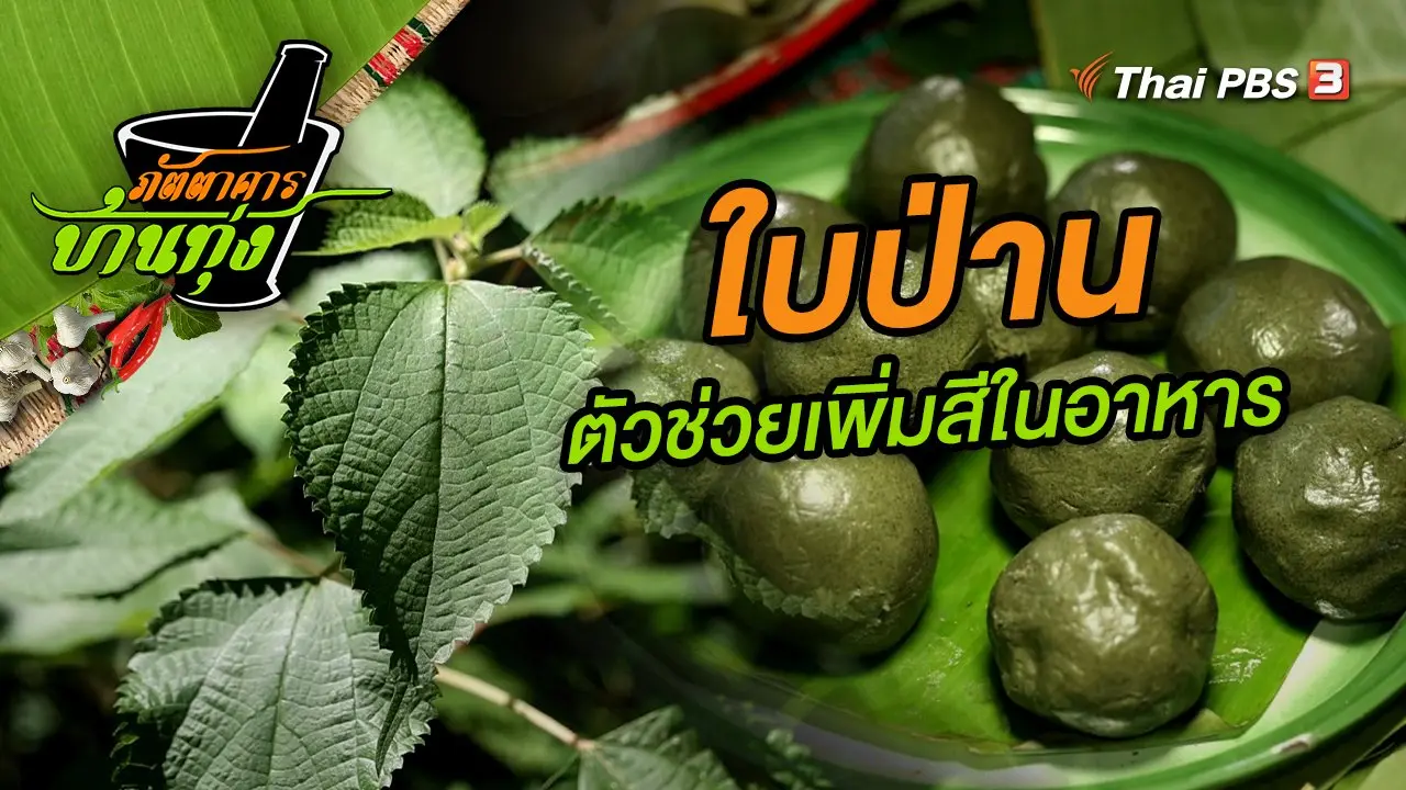 ใบป่าน