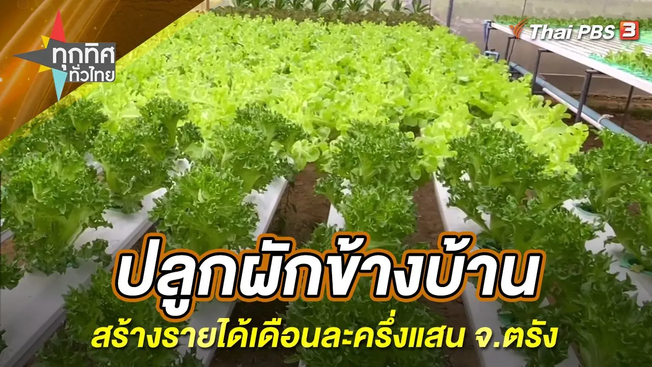 ปลูกผักข้างบ้านสร้างรายได้เดือนละครึ่งแสน จ.ตรัง