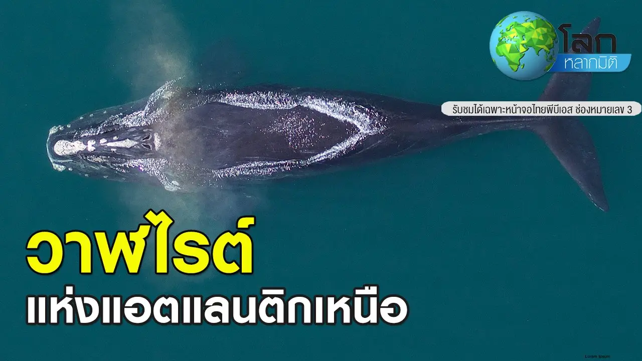 วาฬไรต์แห่งแอตแลนติกเหนือ