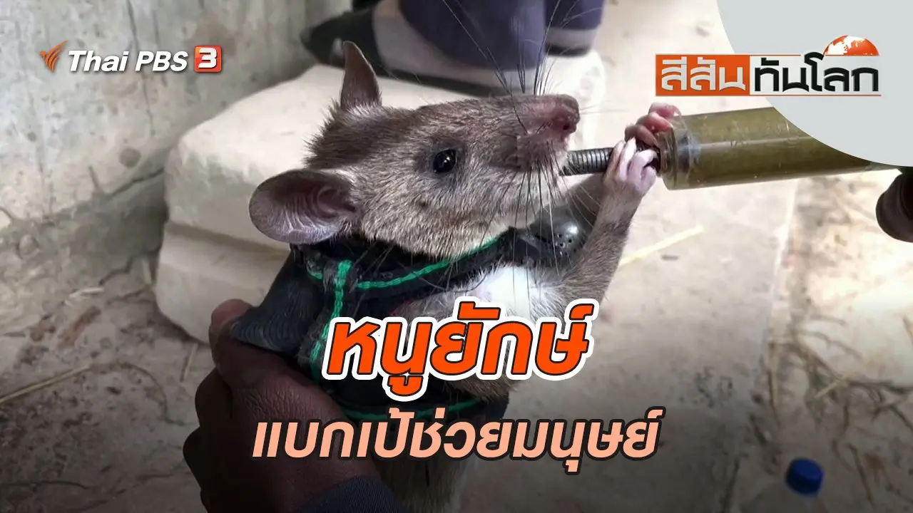 สีสันทันโลก