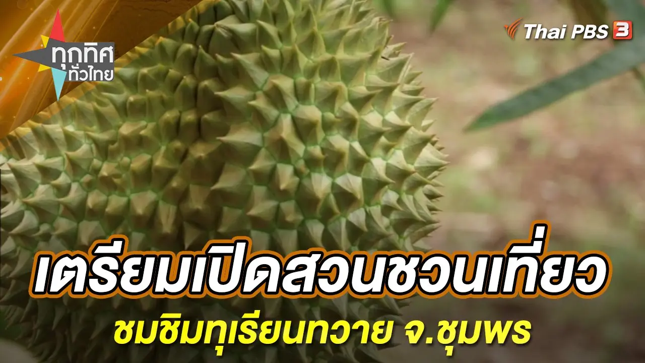 เตรียมเปิดสวนชวนเที่ยวชมชิมทุเรียนทวาย จ.ชุมพร