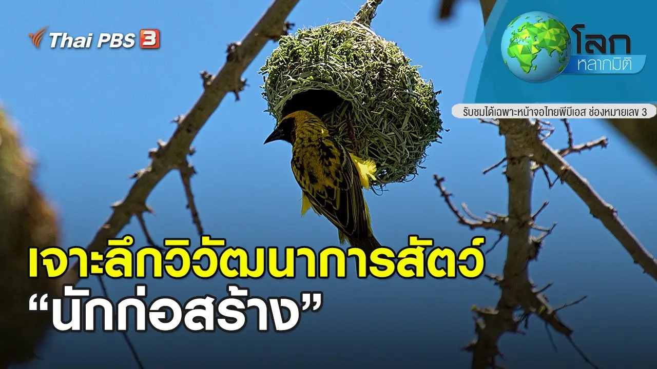 เจาะลึกวิวัฒนาการสัตว์ ตอน นักก่อสร้าง