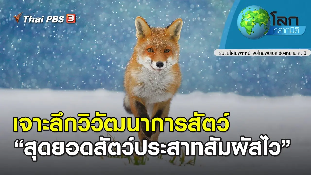 เจาะลึกวิวัฒนาการสัตว์ ตอน สุดยอดสัตว์ประสาทสัมผัสไว