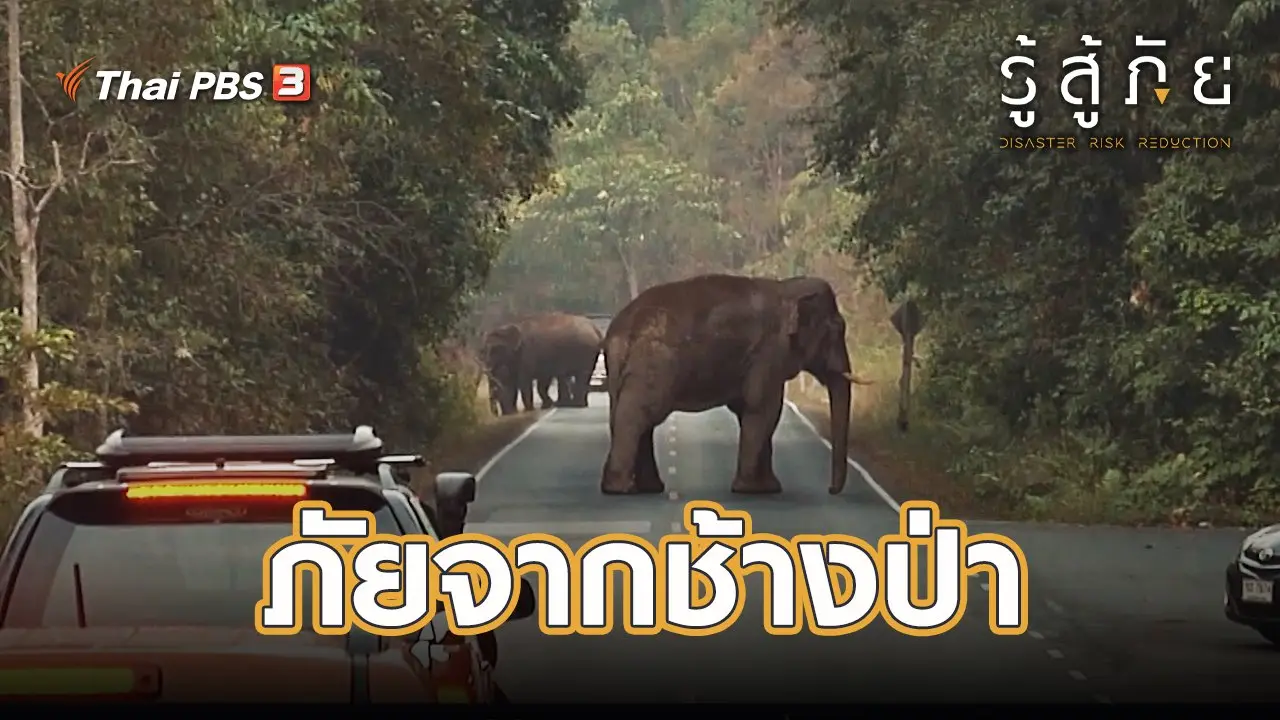 ​ภัยจากช้างป่า