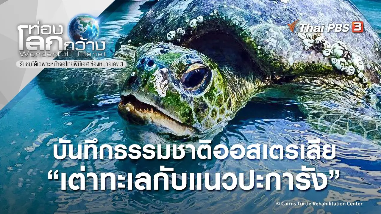 บันทึกธรรมชาติออสเตรเลีย ตอน เต่าทะเลกับแนวปะการัง