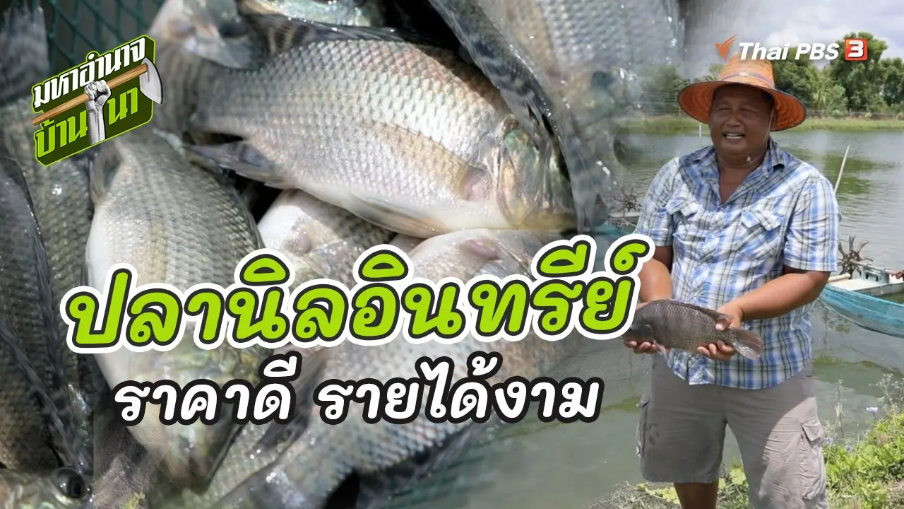 ปลานิลอินทรีย์ ราคาดี รายได้งาม