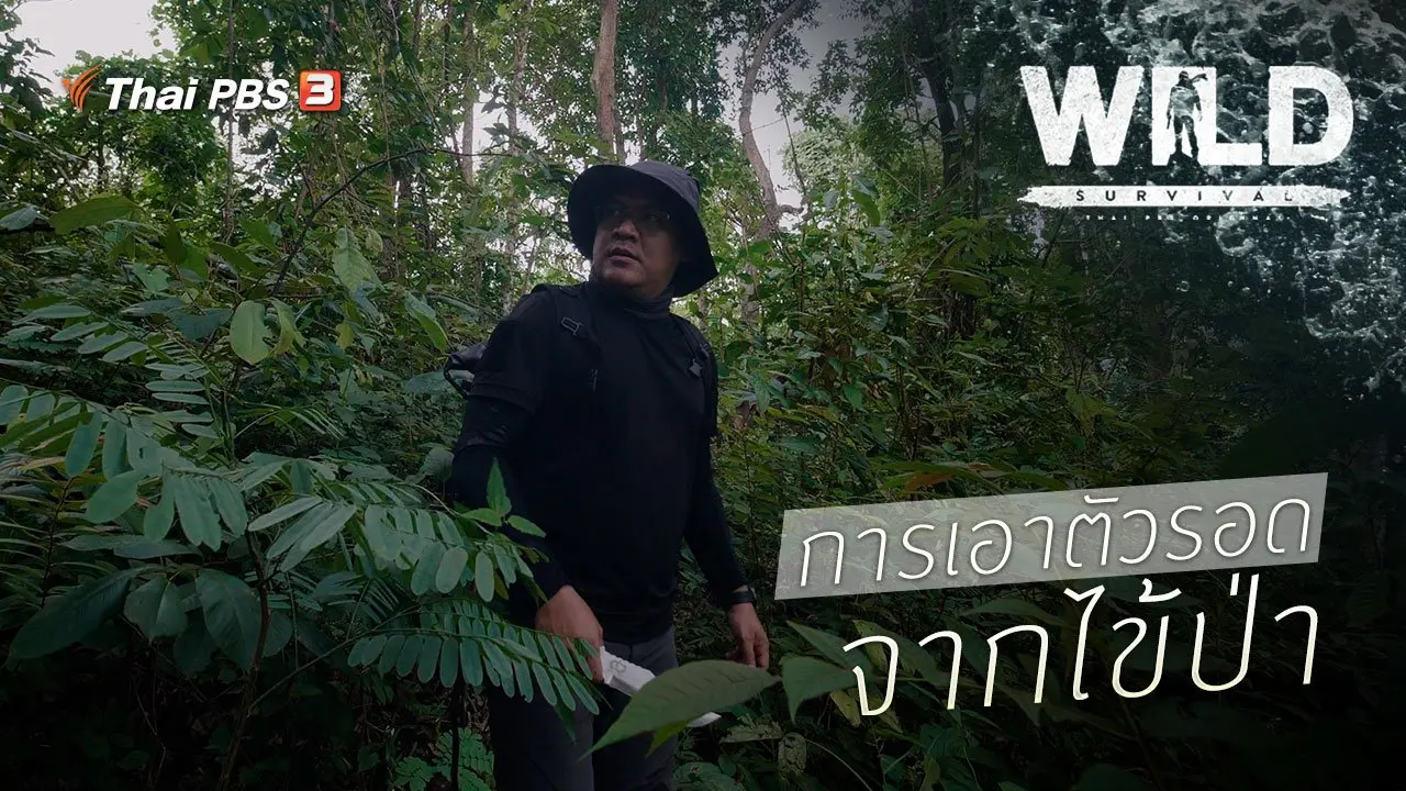 การเอาตัวรอดจากไข้ป่า