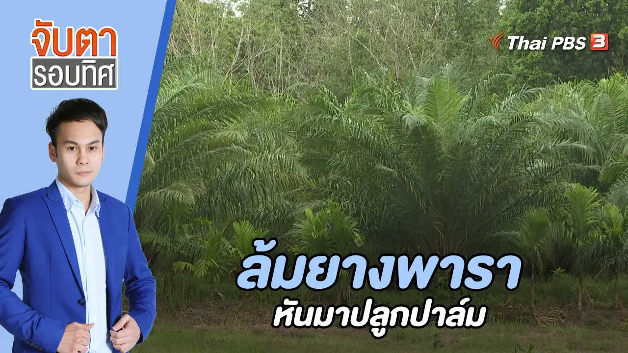 ล้มยางพารา หันมาปลูกปาล์ม | 20 ธ.ค. 65