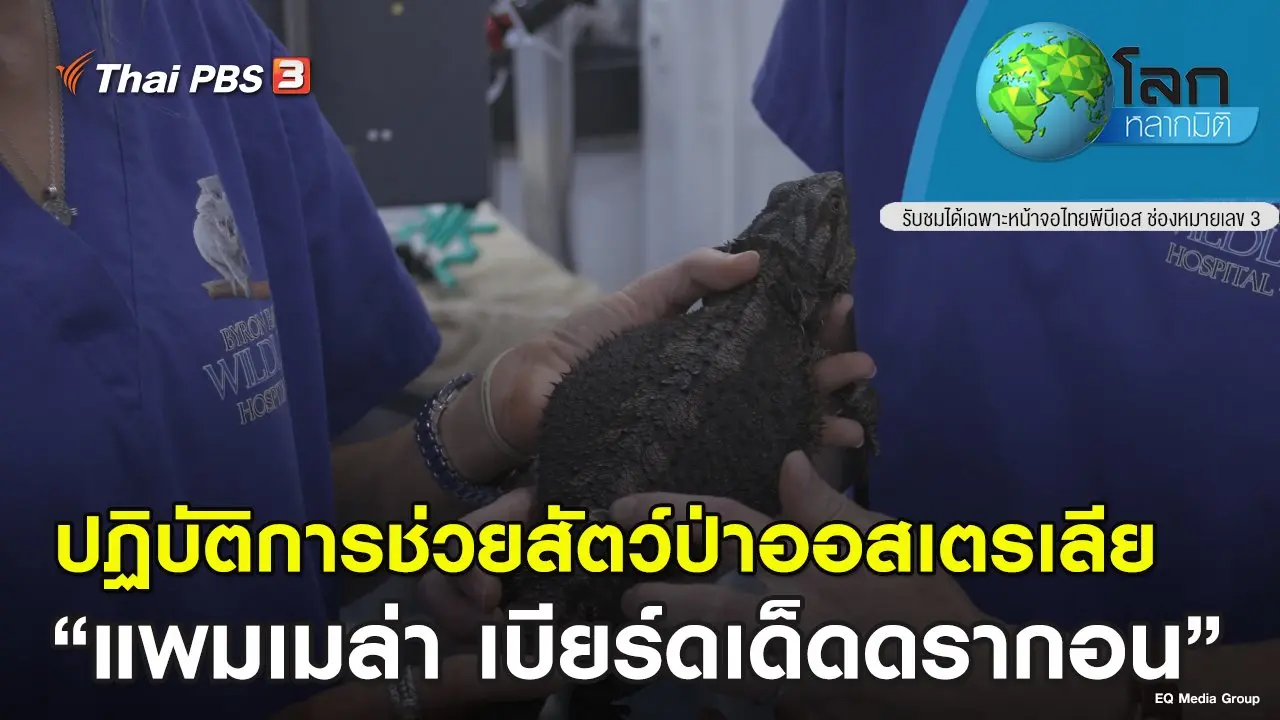 ปฏิบัติการช่วยสัตว์ป่าออสเตรเลีย ตอน แพมเมล่า เบียร์ดเด็ดดรากอน
