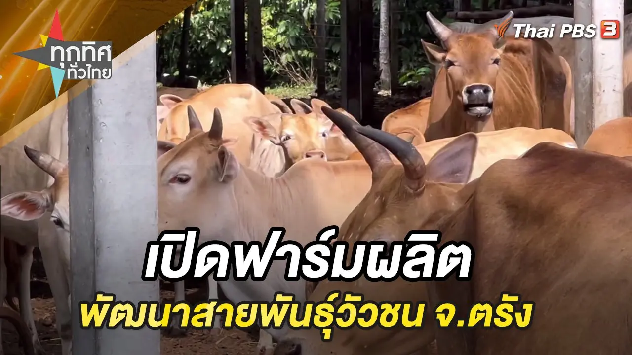 เปิดฟาร์มผลิตพัฒนาสายพันธุ์วัวชน จ.ตรัง
